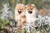 SPITZ ALLEMAND 254
